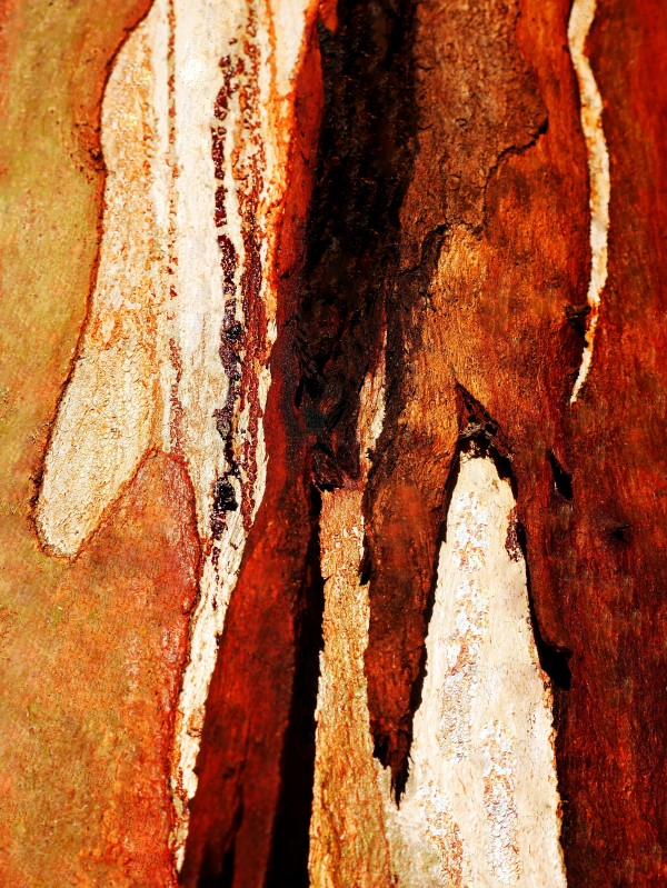 Murray Gum Tree Bark 8 by Lexa Harpell