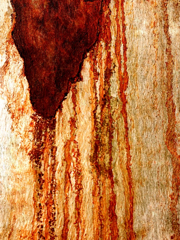 Murray Gum Tree Bark 7 by Lexa Harpell