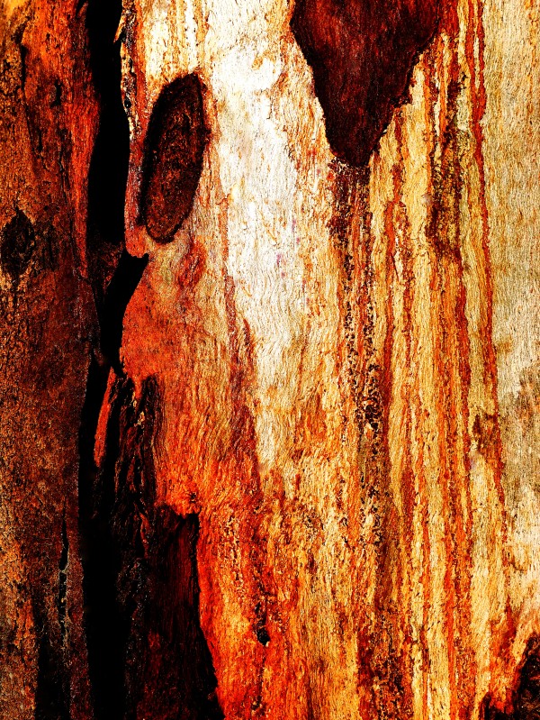 Murray Gum Tree Bark 16 by Lexa Harpell