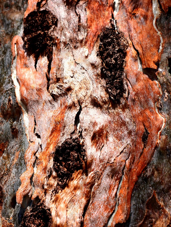 Murray Gum Tree Bark 9 by Lexa Harpell