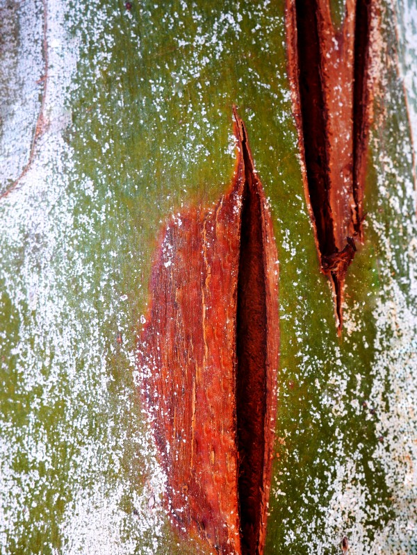 Murray Gum Tree Bark 10 by Lexa Harpell