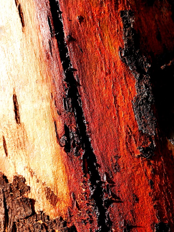 Murray Gum Tree Bark 11 by Lexa Harpell