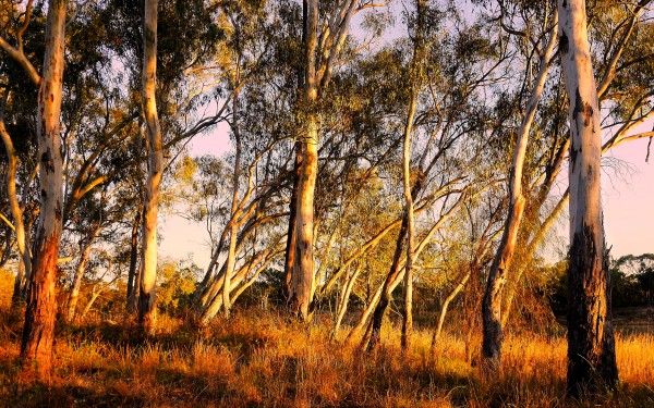 Gums on the Murray River by Lexa Harpell