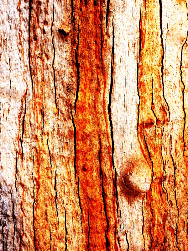 Murray Gum Tree Bark 12 by Lexa Harpell
