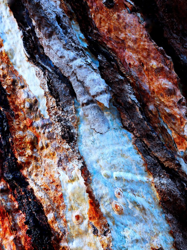 Murray Gum Tree Bark 14 by Lexa Harpell