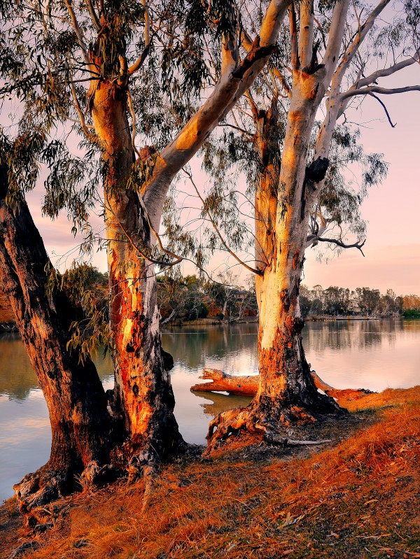 Murray River Gums Print