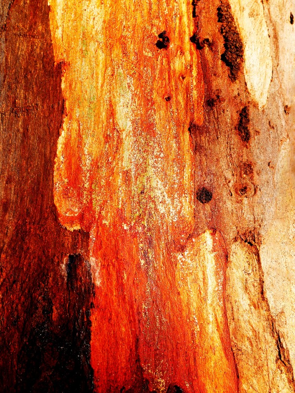 Murray Gum Tree Bark 2 by Lexa Harpell