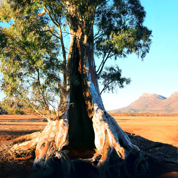 Endurance - Cazneaux Tree by Lexa Harpell