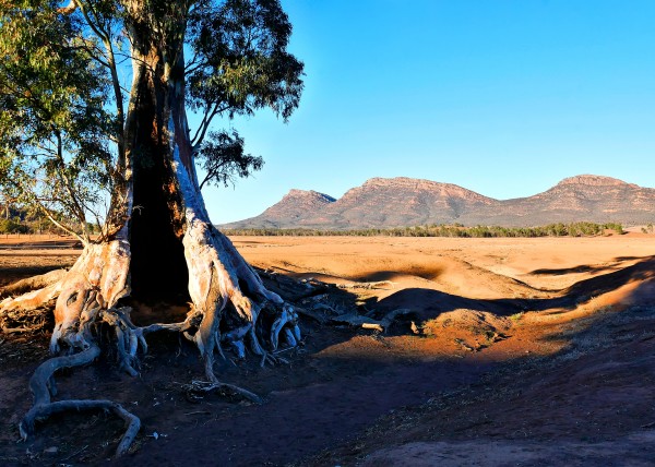 Sunrise - Cazneaux Tree by Lexa Harpell