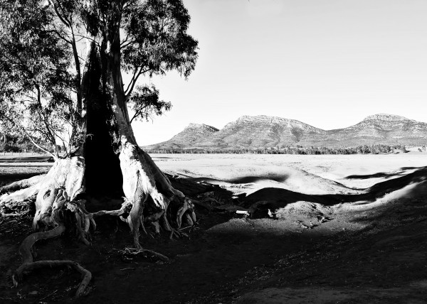 Sunrise - Cazneaux Tree BW by Lexa Harpell