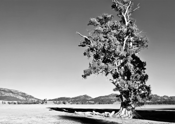 Alone - Cazneaux Tree BW by Lexa Harpell