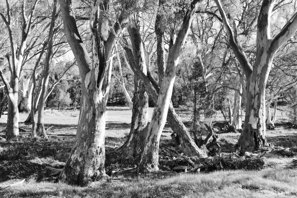 Gum Trees in the Flinders Ranges BW by Lexa Harpell
