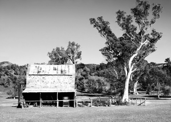 Old Wilpena Station 2 BW  by Lexa Harpell