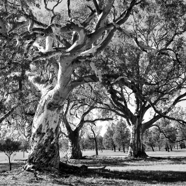 Gum Trees - Flinders Ranges 2 BW by Lexa Harpell