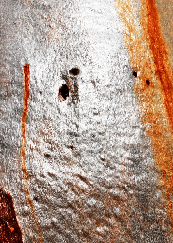 Gum Tree Bark - Flinders Ranges 6 by Lexa Harpell