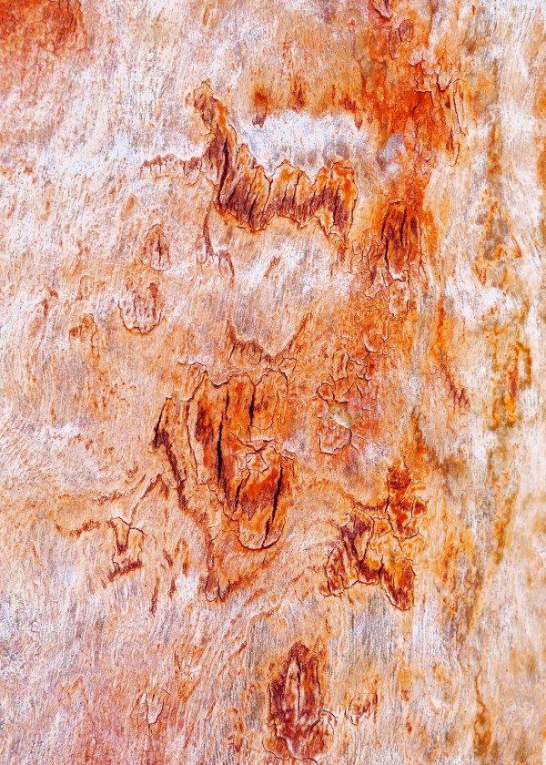 Gum Tree Bark - Flinders Ranges 8 by Lexa Harpell