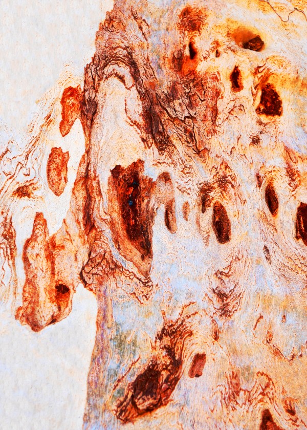 Gum Tree Bark - Flinders Ranges 10 by Lexa Harpell