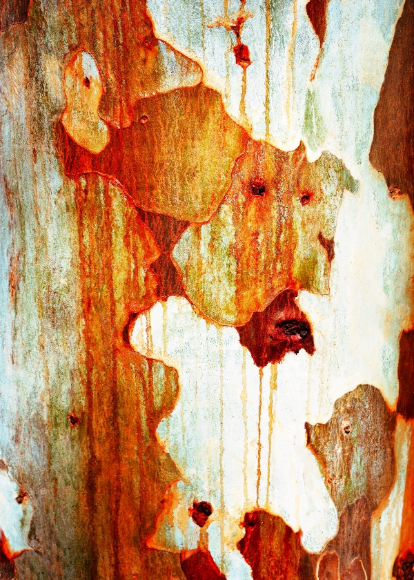 Gum Tree Bark - Flinders Ranges 11 by Lexa Harpell