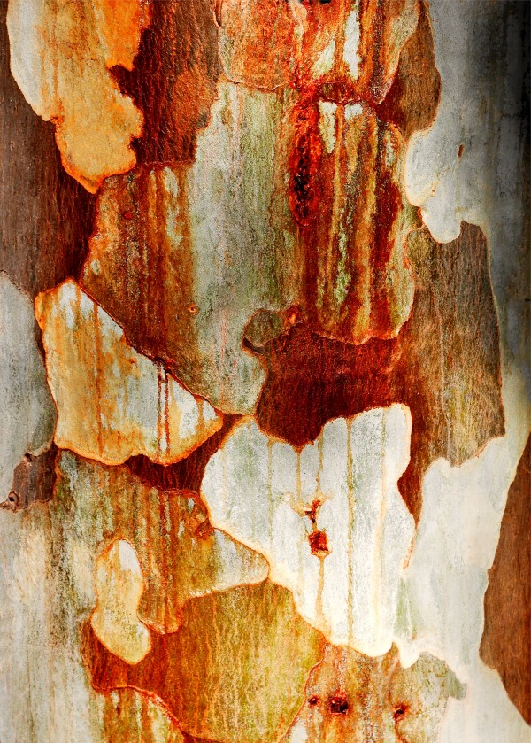 Gum Tree Bark - Flinders Ranges 3 by Lexa Harpell