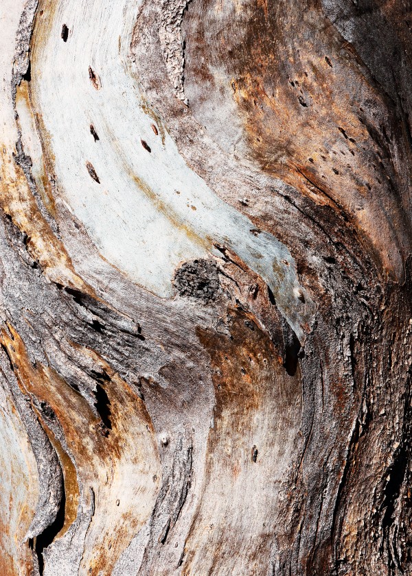 Gum Tree Bark - Flinders Ranges 4 by Lexa Harpell