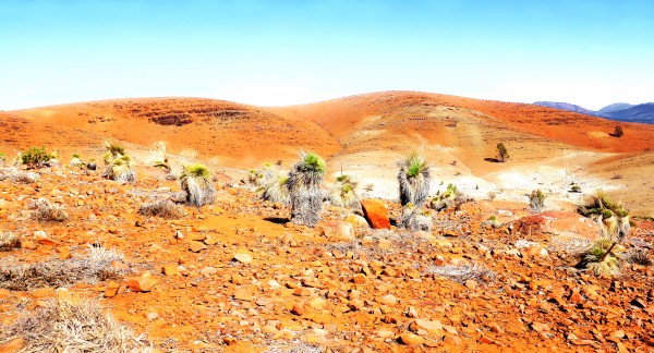 Grass Tree in the Outback 4 by Lexa Harpell