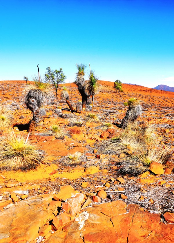 Grass Tree in the Outback 2 by Lexa Harpell