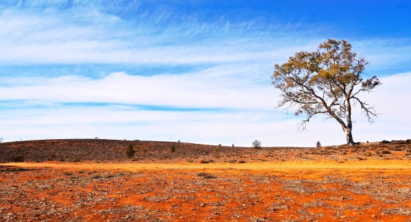 Lone Tree in the Outback by Lexa Harpell