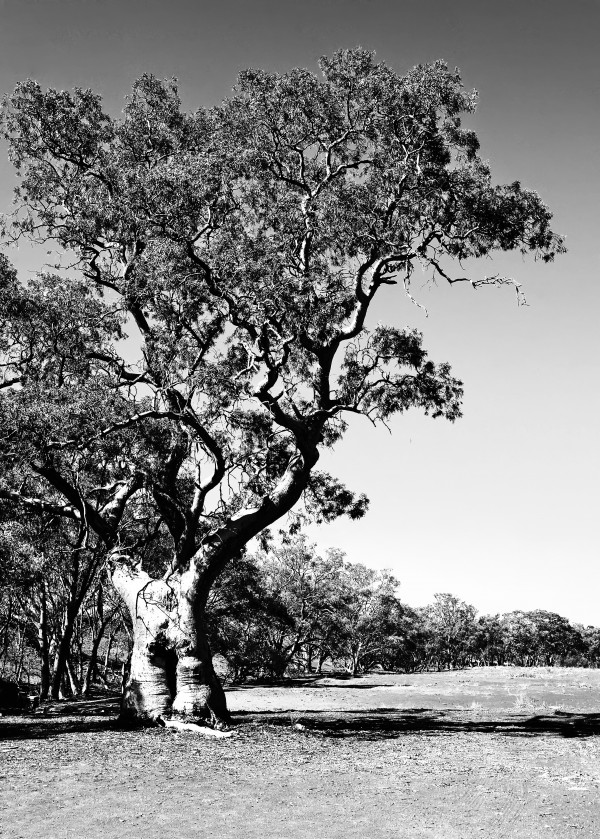 Old Gum Tree BW by Lexa Harpell