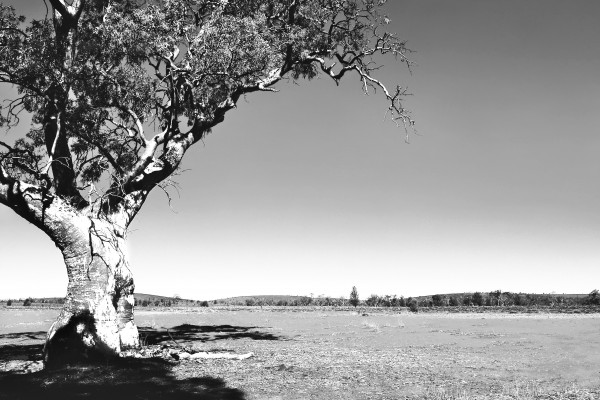 Gum Tree in the Flinders BW by Lexa Harpell