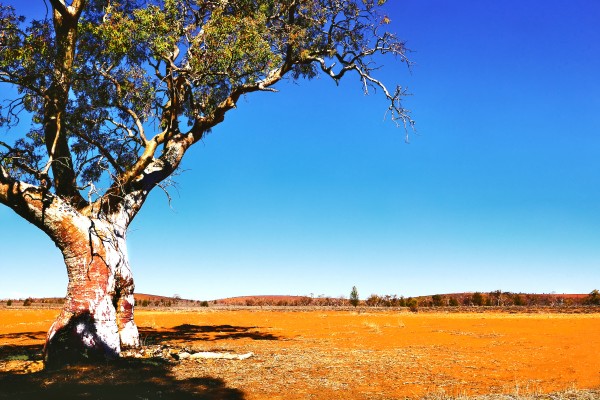 Gum Tree in the Flinders by Lexa Harpell