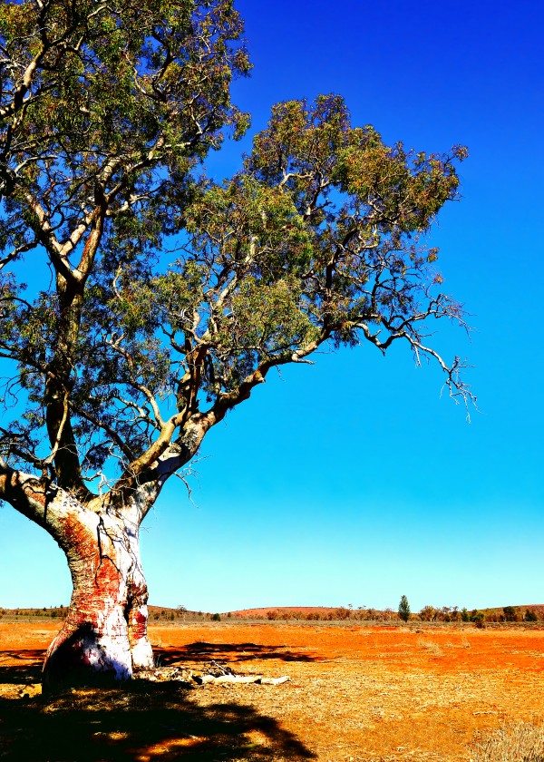 Gum Tree in Flinders Ranges 2 by Lexa Harpell