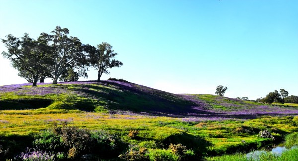 Spring in the Barossa Valley by Lexa Harpell