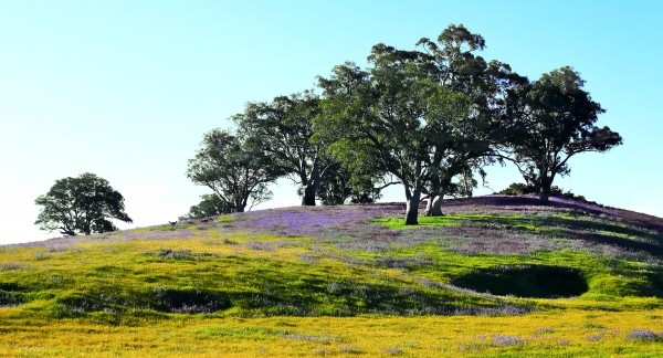 Barossa Valley in Spring by Lexa Harpell