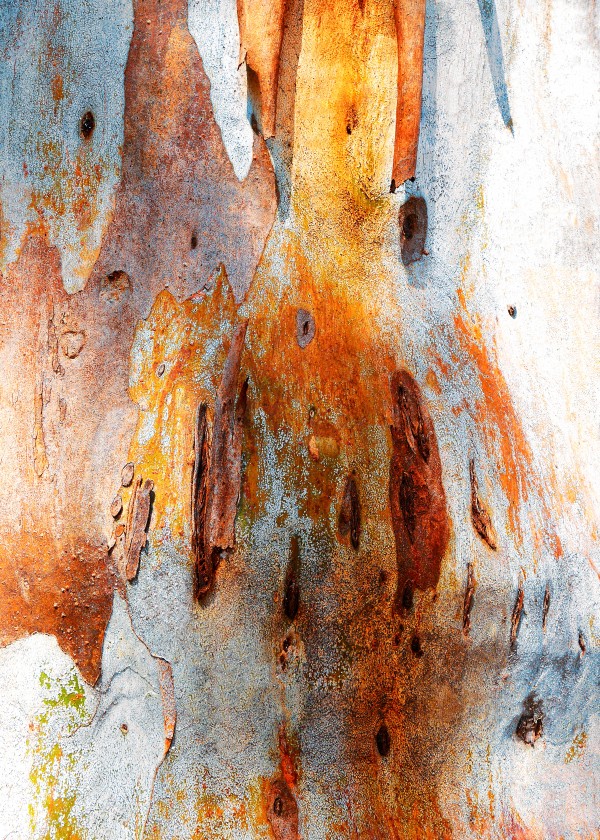 Gum Tree Bark - Mt Remarkable 2 by Lexa Harpell