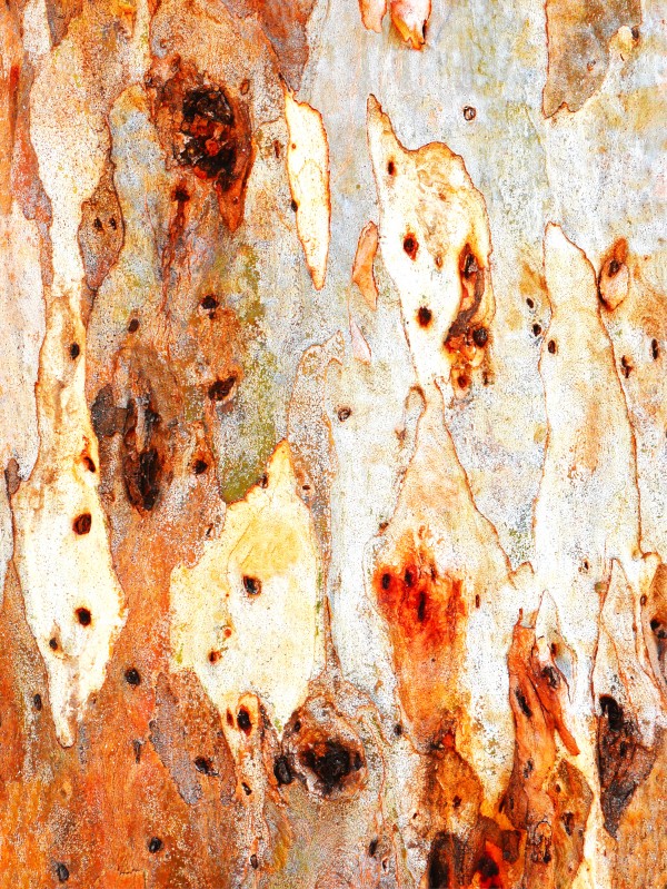 Gum Tree Bark - Mt Remarkable 4 by Lexa Harpell
