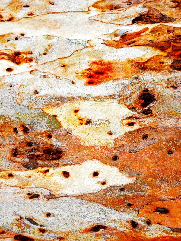 Gum Tree Bark - Mt Remarkable 7 by Lexa Harpell