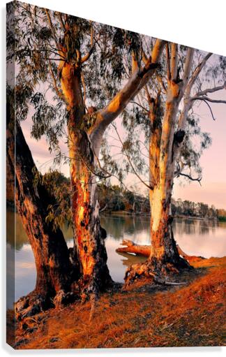 Murray River Gums Canvas Print