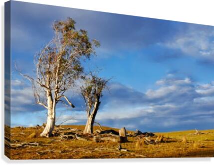 After the Storm Canvas Print