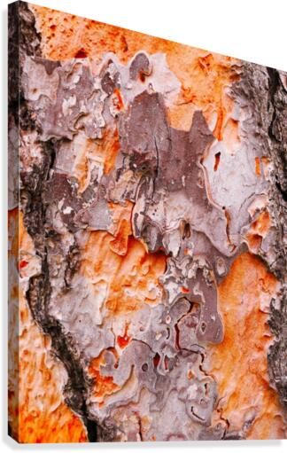 Pine Tree Bark Canvas Print