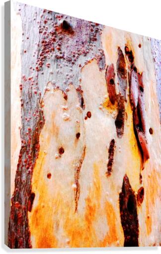 Aussie Gum Tree Bark - 21 Canvas Print