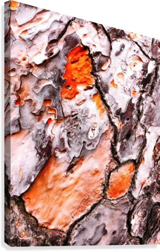 Pine Tree Bark 2 Canvas Print