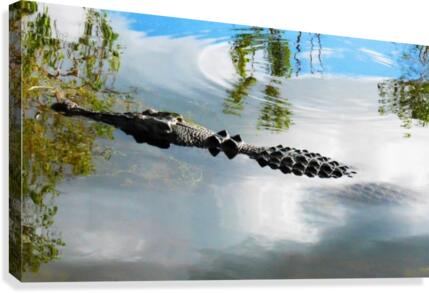 Lurking Canvas Print
