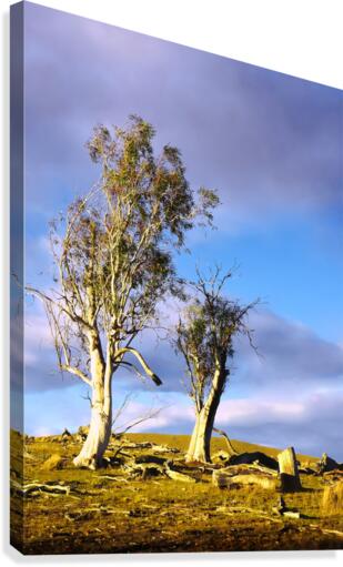Storm Breaking 2 Canvas Print