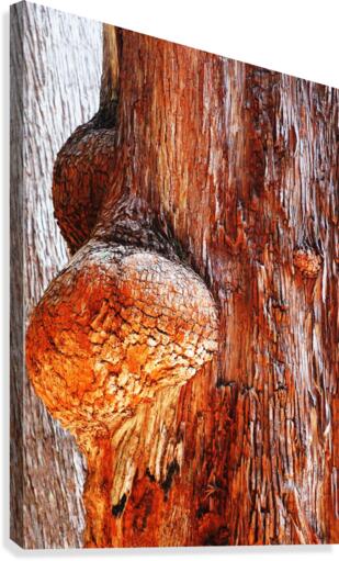 Aussie Alpine Tree Bark 2 Canvas Print