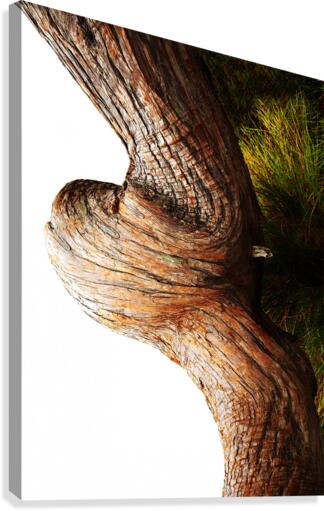 Aussie Alpine Tree Bark 3 Canvas Print