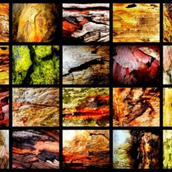 Wet Tree Bark Montage