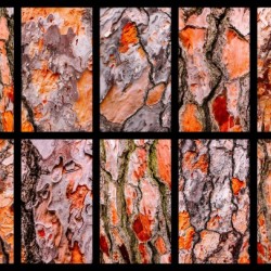 Pine Tree Bark Montage