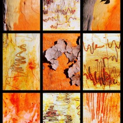 Salmon and Scribbly Gum Tree Bark