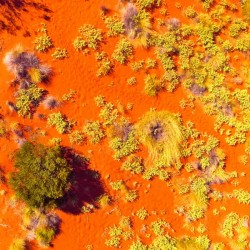 Dunes Aerial  - Central Australia