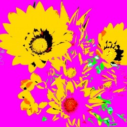 Rainbow Flower - Pink